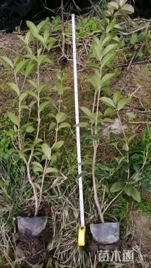 高度80厘米四季桂小苗
