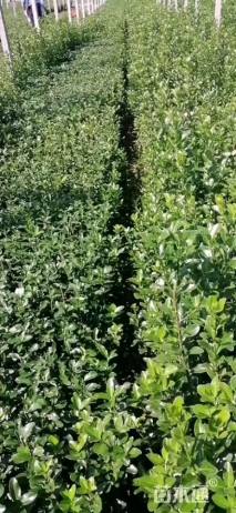高度60厘米大叶黄杨