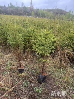 高度80厘米云杉