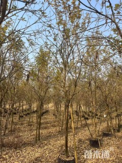 8公分黄花风铃木