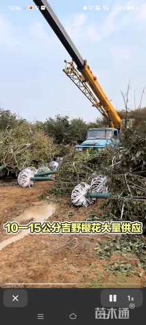 15公分日本晚樱