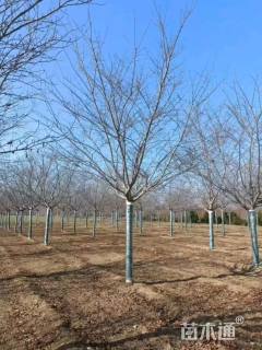 15公分染井吉野樱