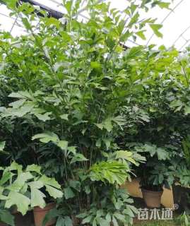 裸干高20厘米鱼尾葵