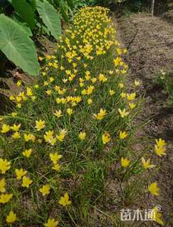 高度20厘米黄韭兰