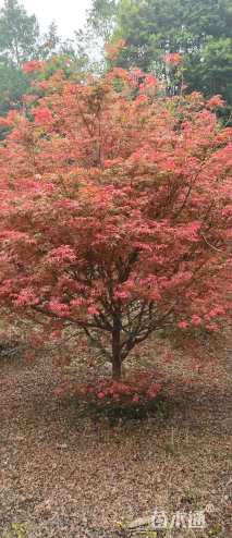 10公分日本红枫