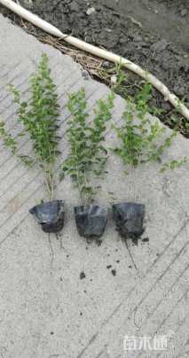 高度30厘米小叶女贞