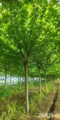 15公分金叶复叶槭