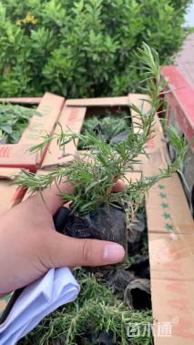 高度40厘米棣棠