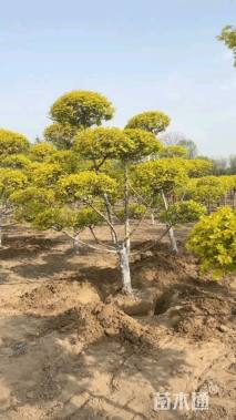 5公分造型金叶榆