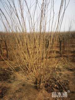 高度280厘米丛生紫荆