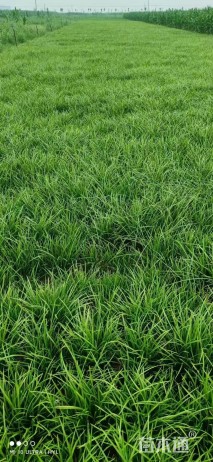 高度20厘米细叶麦冬草