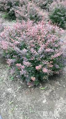 冠幅100厘米紫叶小檗球