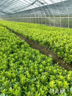 高度40厘米海桐小苗