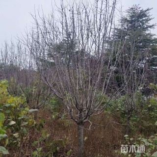 12公分绚丽海棠