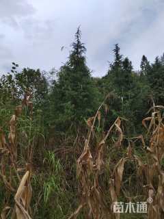 高度300厘米雪松