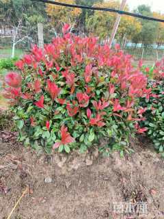 冠幅90厘米红叶石楠球