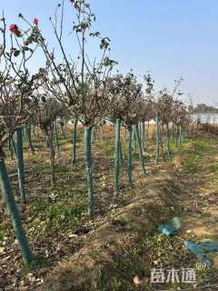 高度100厘米月季