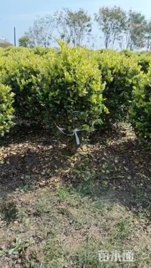 冠幅150厘米金森女贞球