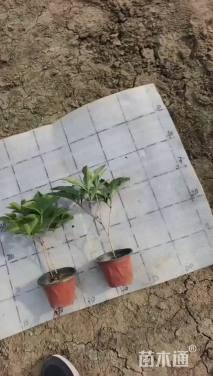 高度20厘米芍药