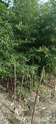 地栽苗罗汉竹