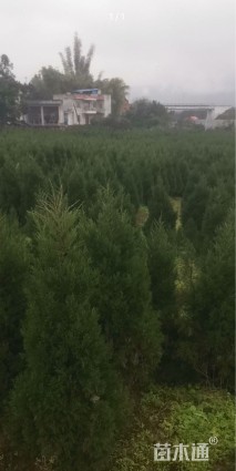 高度180厘米塔柏