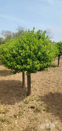 冠幅100厘米卫矛球