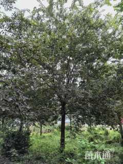 15公分榉树