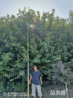 高度700厘米丛生五角枫