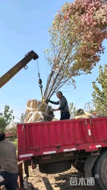 高度800厘米丛生美国红枫