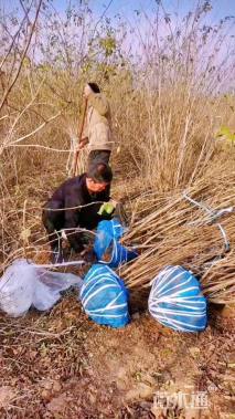 高度200厘米丛生金银木