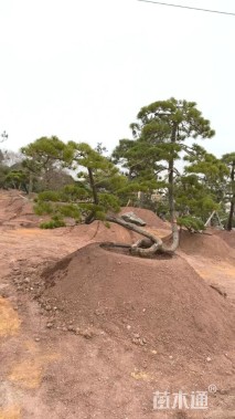 高度310厘米古松