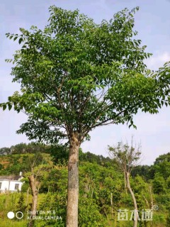 高度150厘米野鸦椿