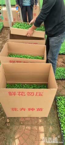 高度10厘米三色堇