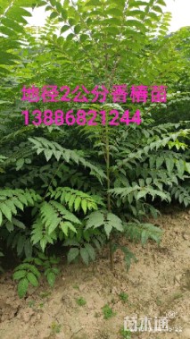 香椿