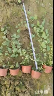 高度40厘米花叶蔓长春