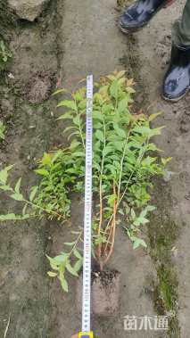 高度40厘米金焰绣线菊