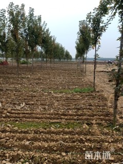 5公分美国红枫-秋火焰