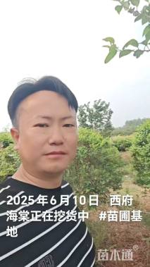 14公分西府海棠