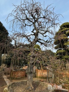 高度300厘米垂梅