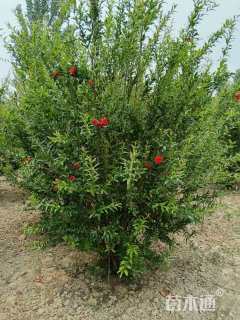 高度200厘米石榴