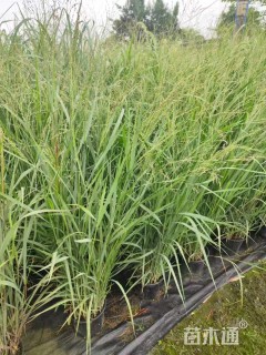 高度40厘米柳枝稷