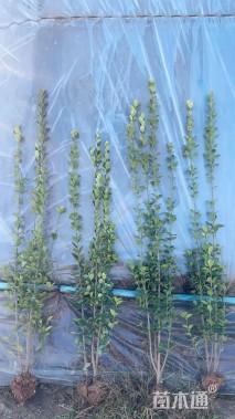 高度150厘米北海道黄杨