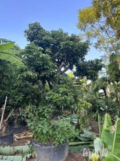 15公分荔枝树