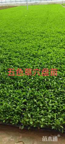 高度15厘米五色苋