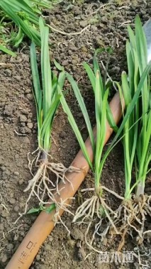 高度20厘米百子莲