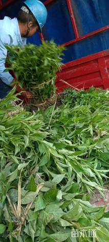 高度25厘米锦带花