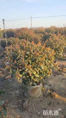 冠幅80厘米红叶石楠球