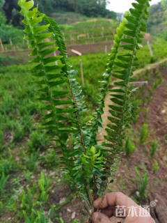 高度35厘米肾蕨