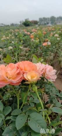 高度40厘米月季