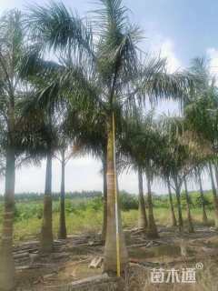 裸干高300厘米大王椰子